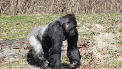 Great Apes of Harambee