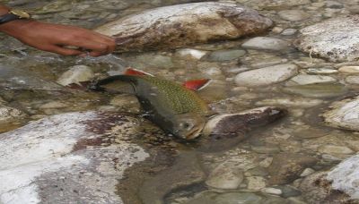 Bald Mountain State Recreation Area