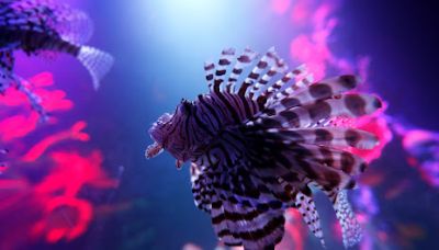 Sea Life Michigan Aquarium